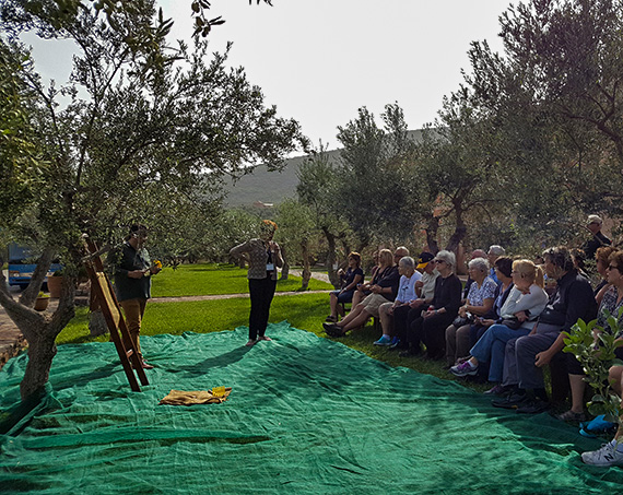 Liotrivi Olive Harvesting
